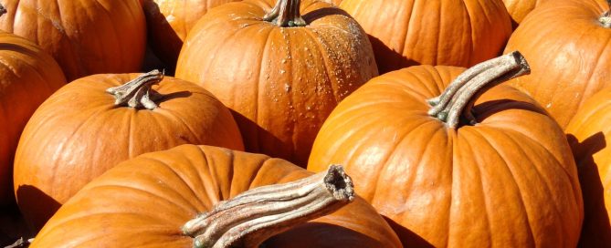 pumpkin-484399_1280