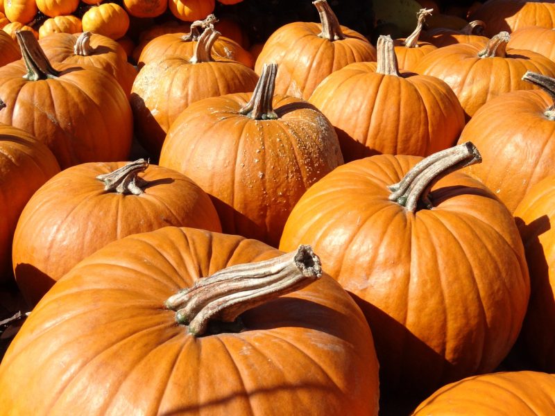 pumpkin-484399_1280